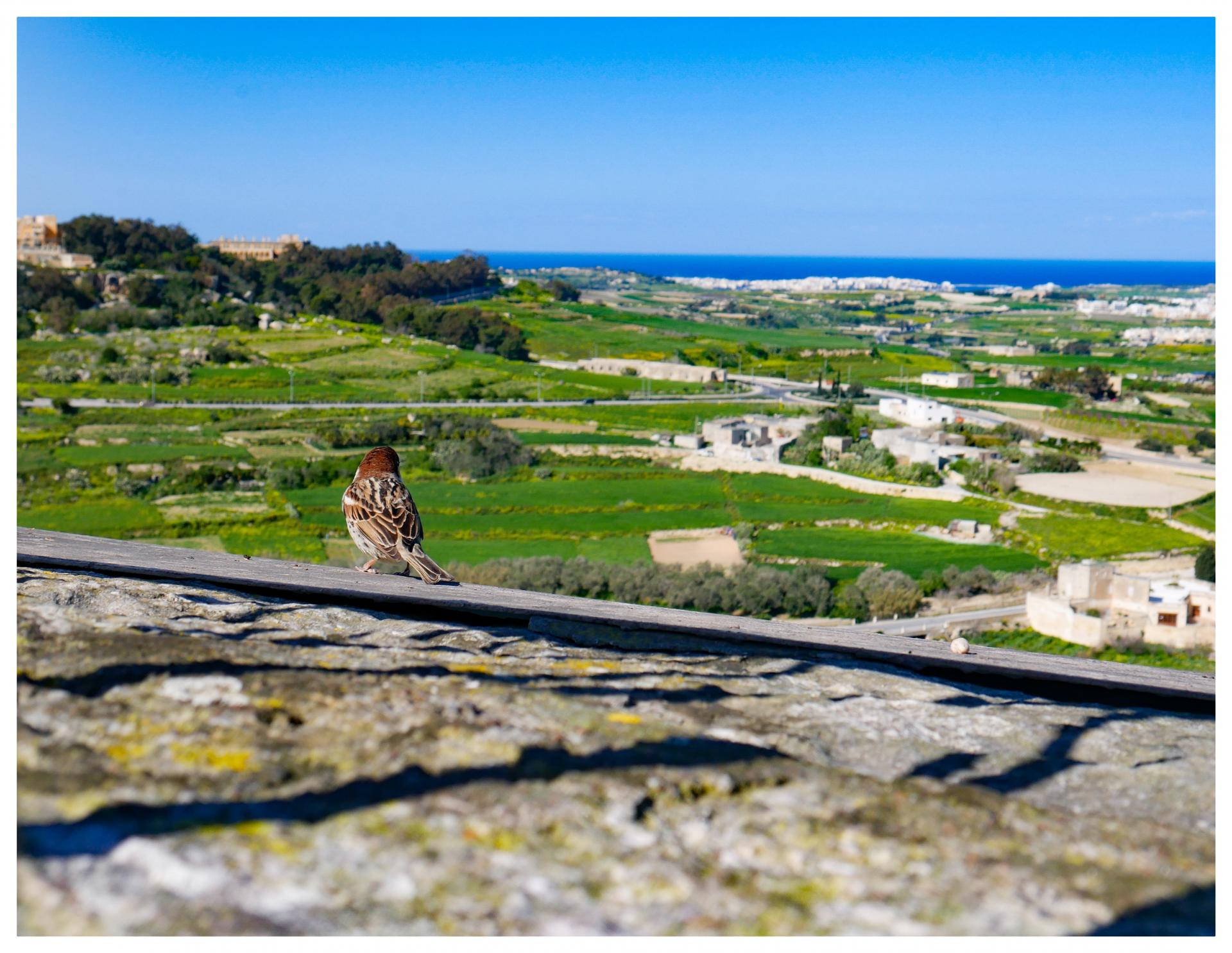 5 best places to eat and drink in Malta, including Fontanella Tea Garden, Mdina. www.kittyandb.com